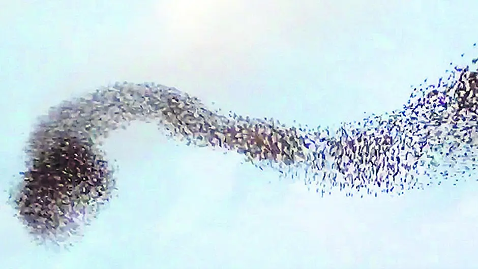 WATCH: Timoleague starling video goes viral Image