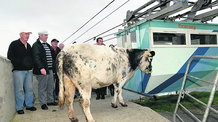 Farmers' difficulties accessing  calving cows on Dursey Island Image