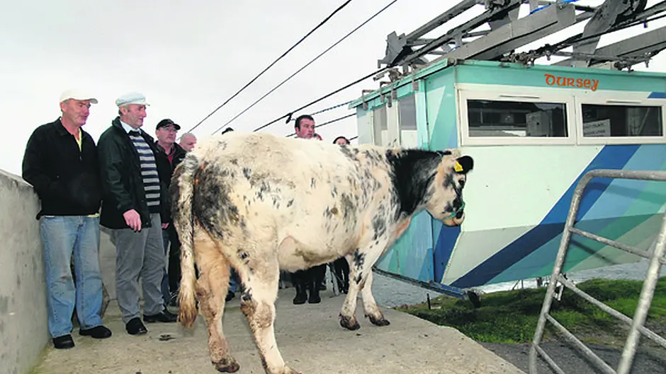 Farmers' difficulties accessing  calving cows on Dursey Island Image