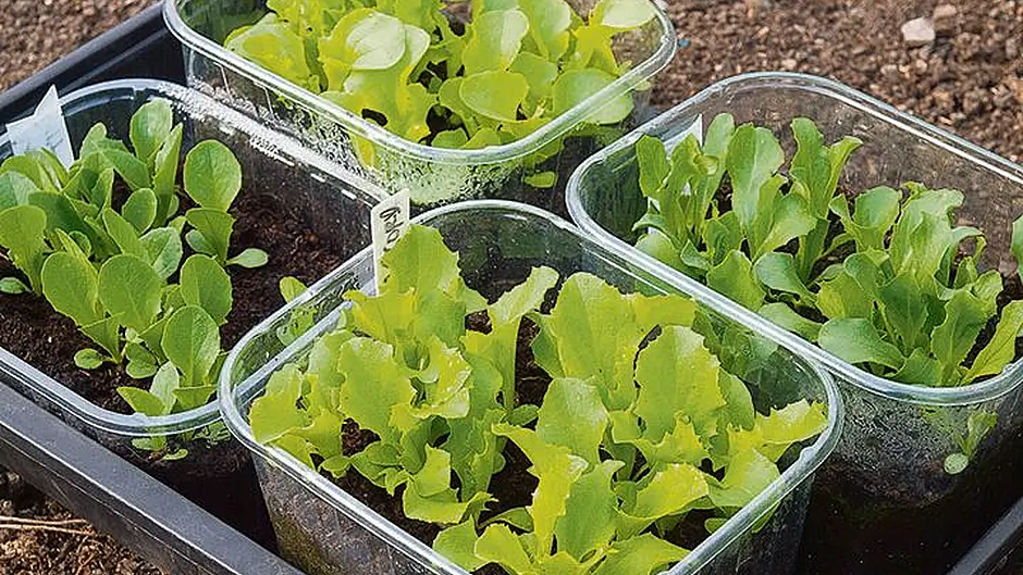 Sow tomatoes and peppers now Image