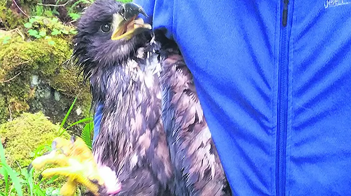 Eagle eyes will spot white-tailed ‘Seamus' in the wild Image