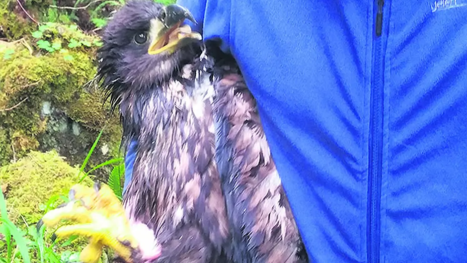 Eagle eyes will spot white-tailed ‘Seamus' in the wild Image