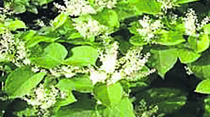 Councillors tying themselves in knots over invasive Knotweed Image