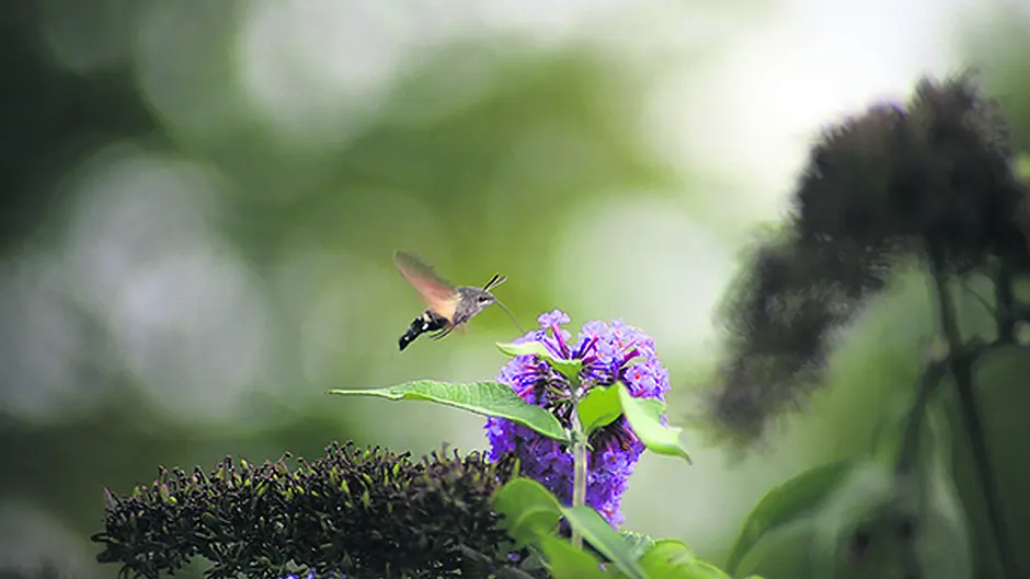 Dunmanway man's sighting of very rare moth Image