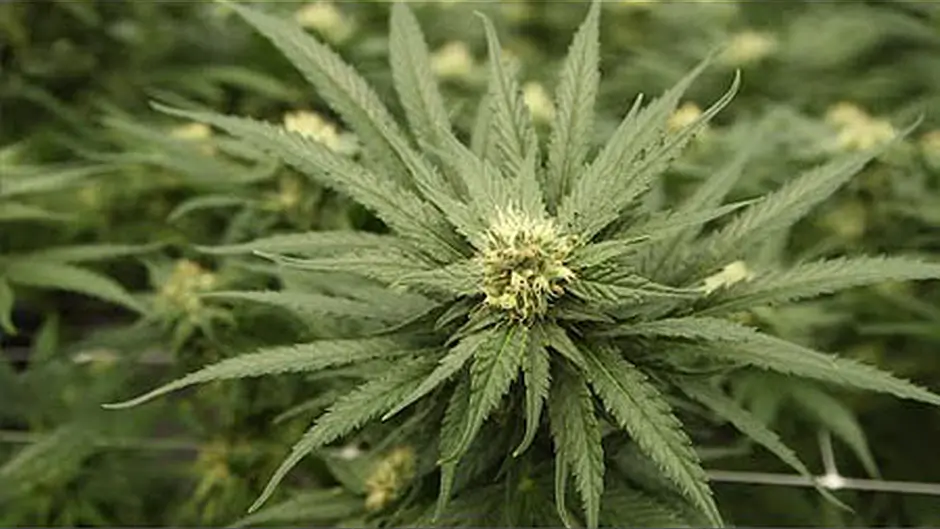 BREAKING: Two arrests after grow houses discovered in Bandon area Image