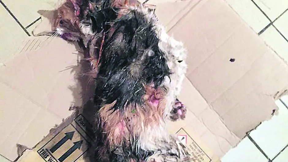 Family's pet is mauled to death by hounds Image