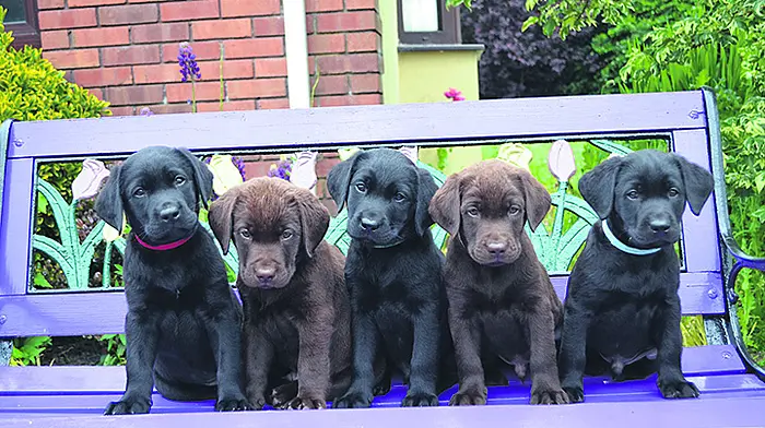 Temporary Clonakilty homes needed for assistance dogs Image