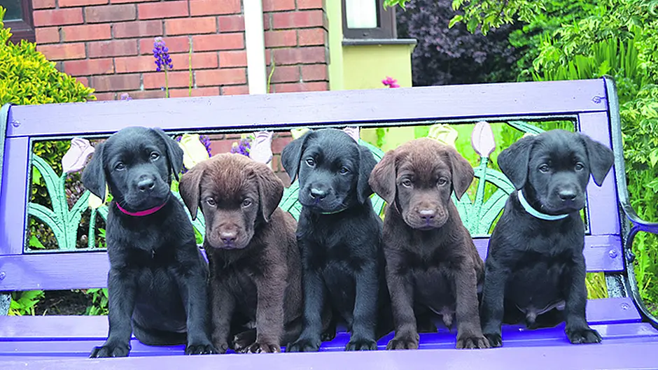 Temporary Clonakilty homes needed for assistance dogs Image
