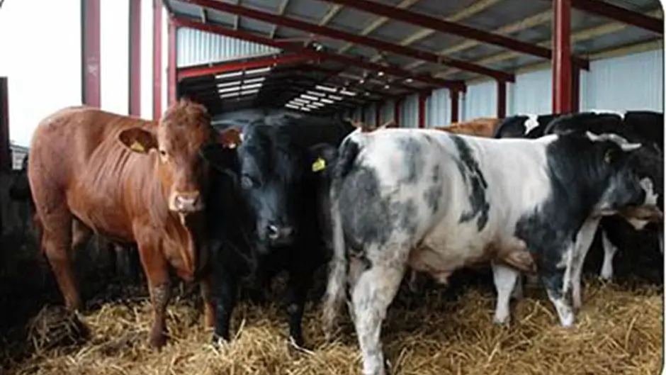 Meetings  to further Beef Plan initiative Image