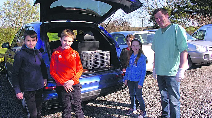 Rescued otter recovers in Fota Image