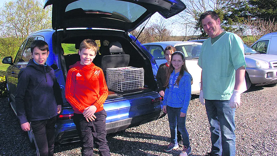 Rescued otter recovers in Fota Image