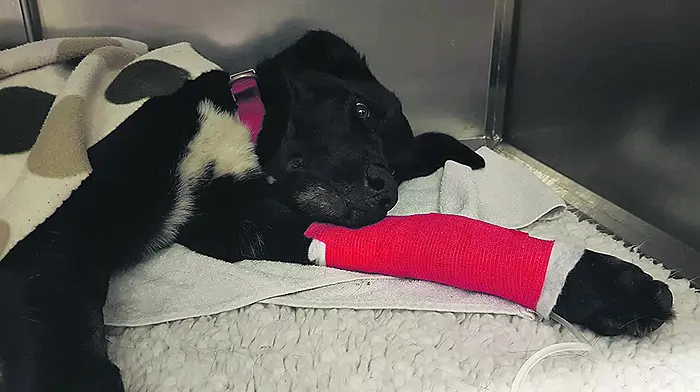 Dog left to die after DIY castration Image