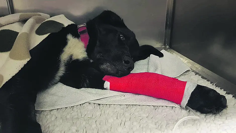 Dog left to die after DIY castration Image