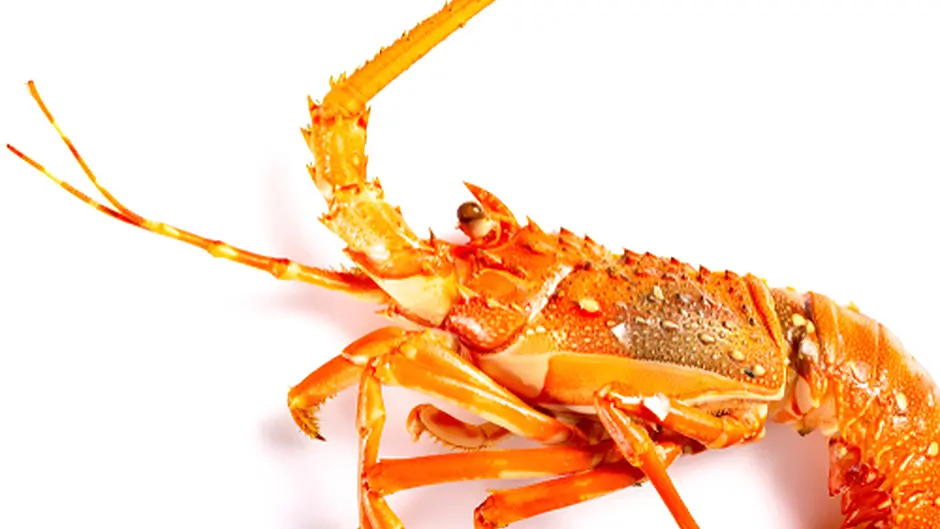 Fisherman was found with illegally caught lobsters Image