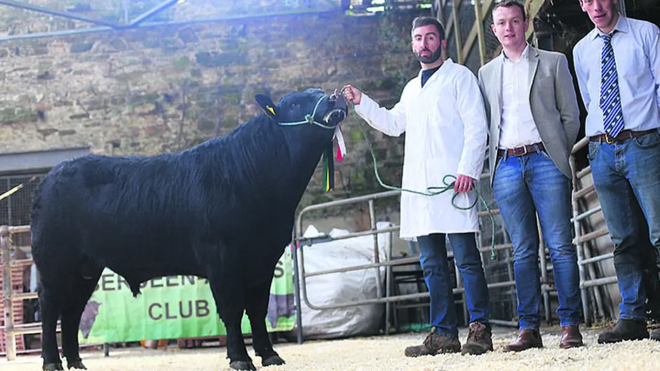 Top price of €3,260 paid for an Aberdeen-Angus bull in Bandon Image
