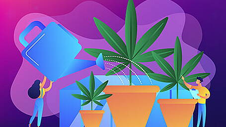 Skibbereen man admits to buying a kit for growing cannabis on Amazon Image