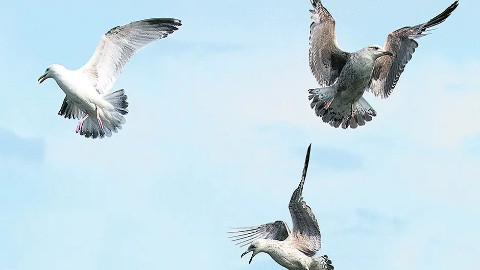 Older, powerful female birds leading the flock Image