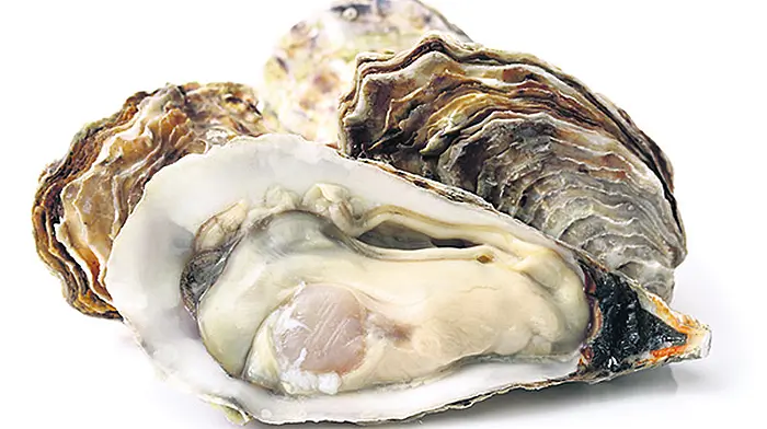 Oyster farm ‘no benefit' to ‘Haven Image