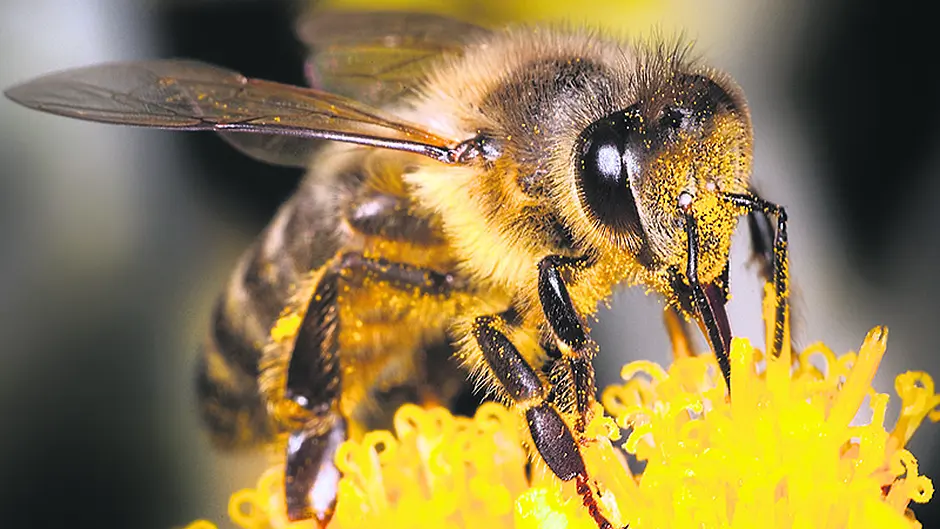 Kilmeen club buzzing about bees and trees Image