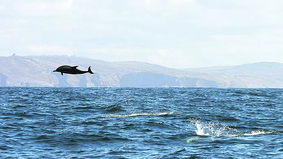 Whales, dolphins, sharks are back – early Image