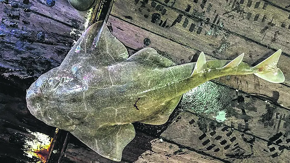 Angel shark stocks nearing extinction in Irish waters Image