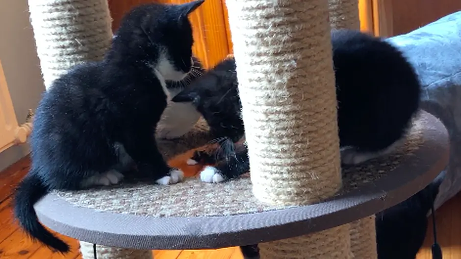Video: Rescued kittens need a new home Image