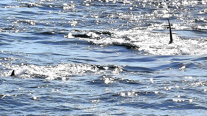 Killer whale was attacking dolphins off Clonakilty Bay Image