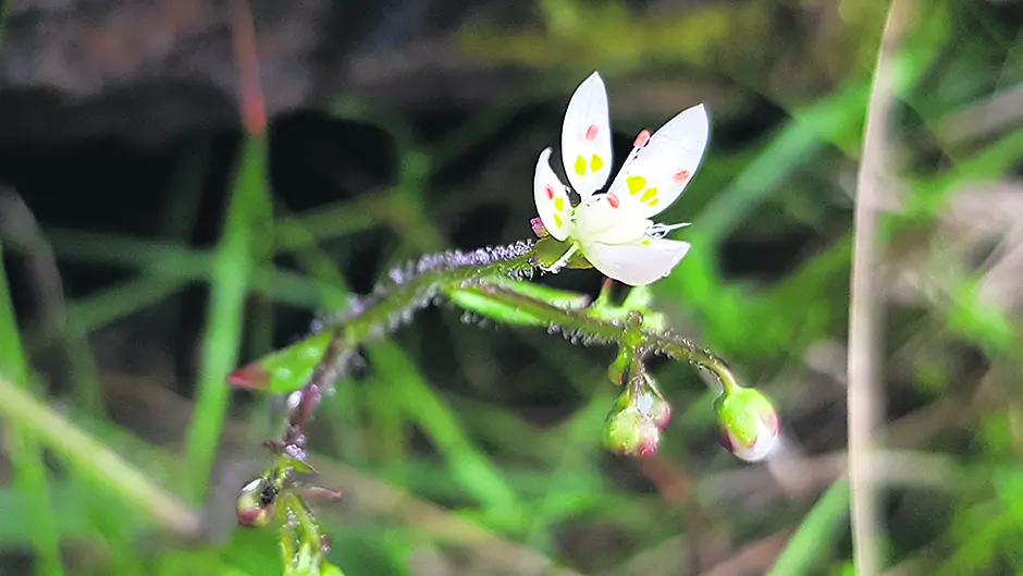 Rare plant is found on Hungry Hill Image