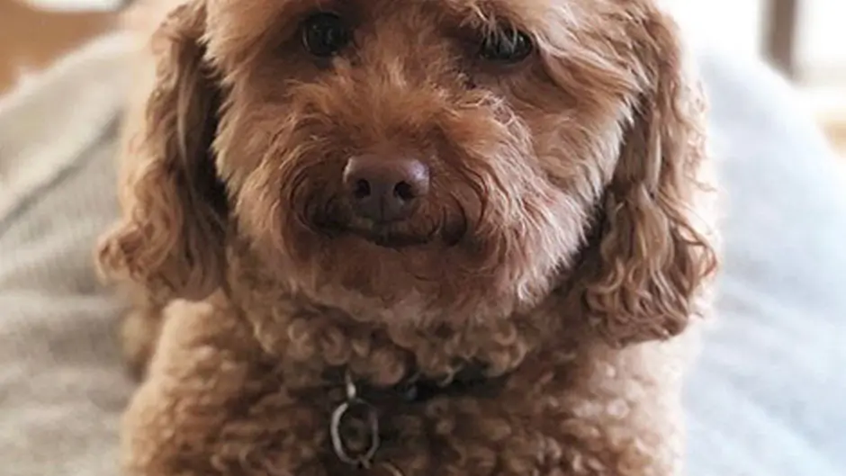Family devastated as two pet dogs die in Clonakilty house fire Image