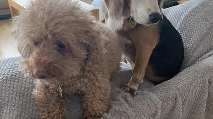 Family to name new dog after fireman Image