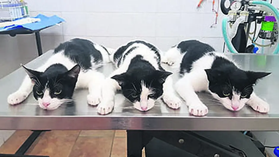 New foster home for 15 felines Image