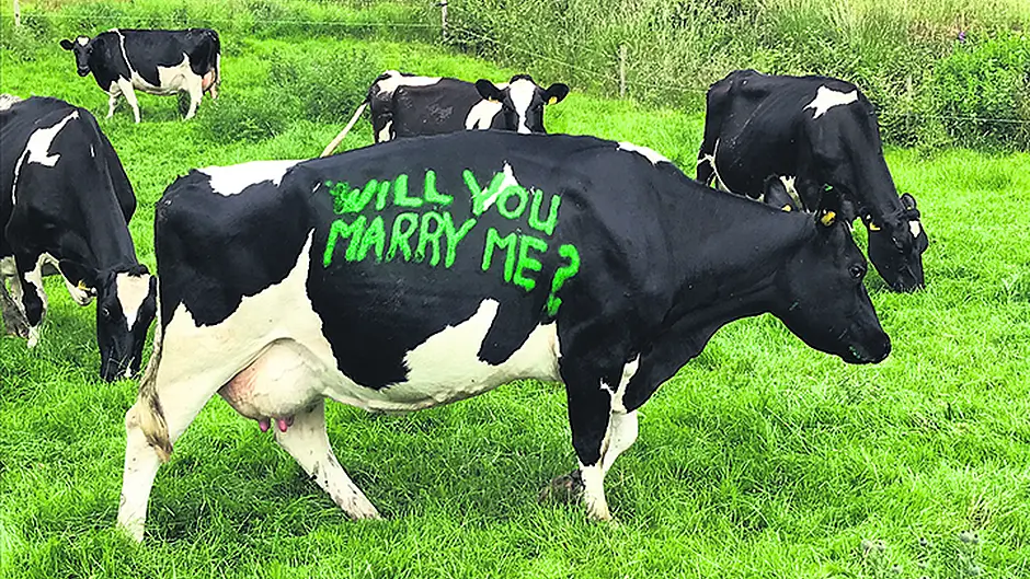 Cllr Declan ‘Butters up' Catherine with ‘udderly' romantic proposal! Image
