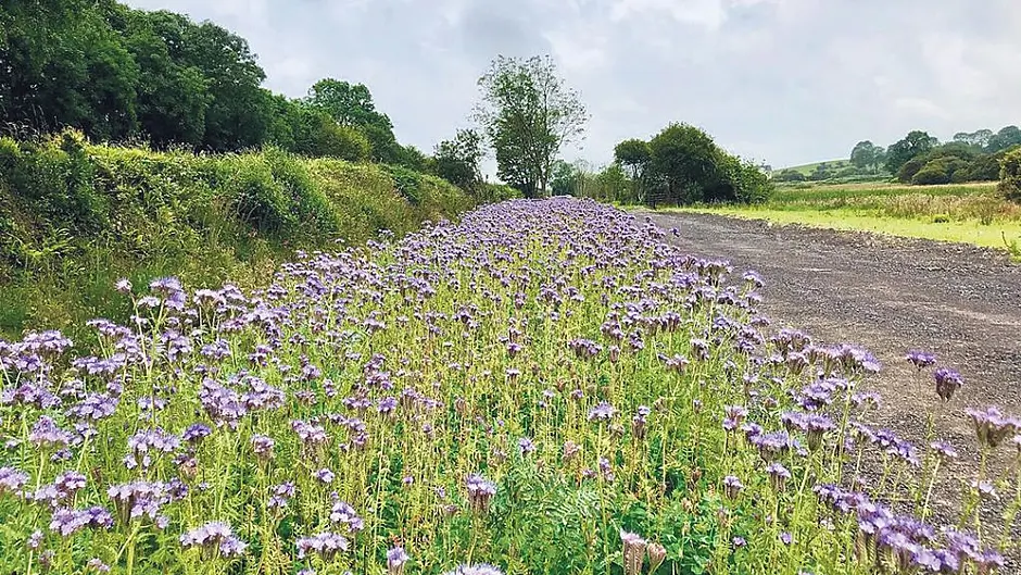 Greenway on verge of something special with wild flower planting Image