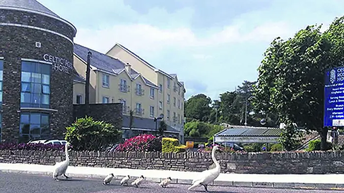 The neck of them – family day out in Ross! Image