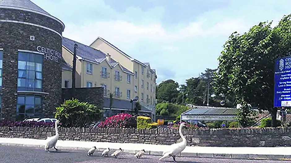 The neck of them – family day out in Ross! Image