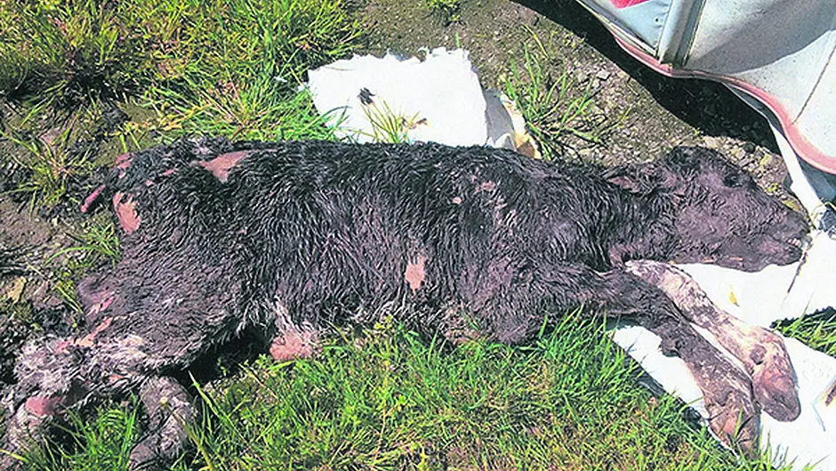 Drimoleague farmer to be fined after five calves left to die with no water Image