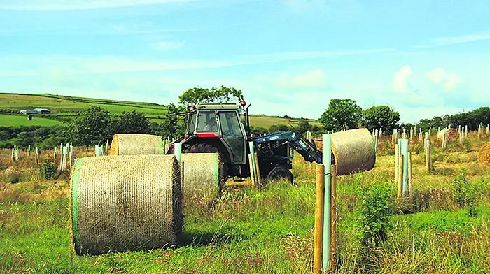 Rosscarbery's Allshire family make hay … while their forest grows Image
