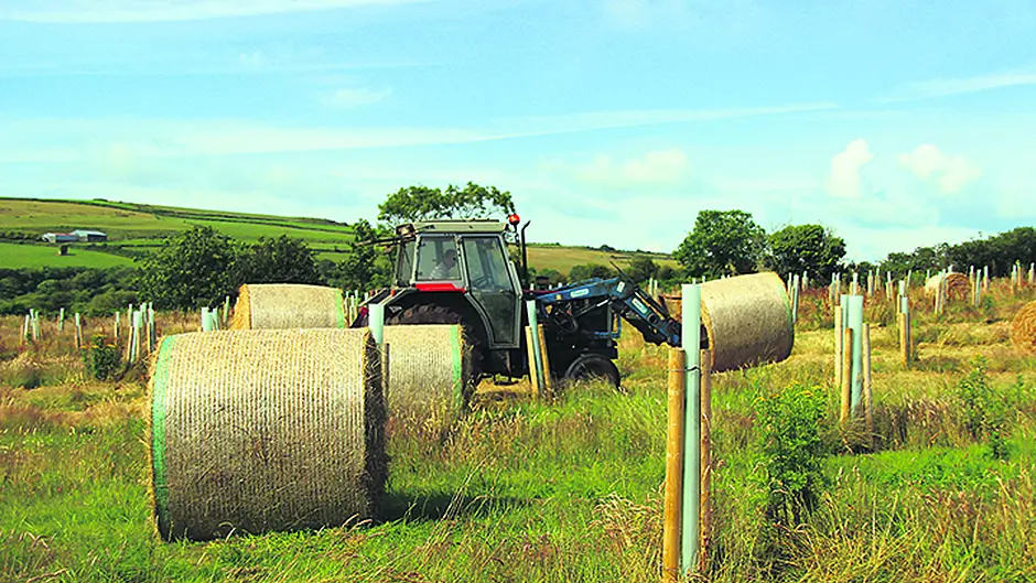 Rosscarbery's Allshire family make hay … while their forest grows Image