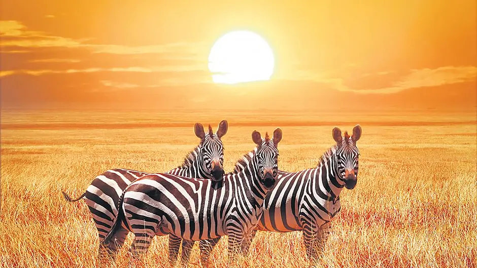 Alison has a new slant on zebras' stripes Image