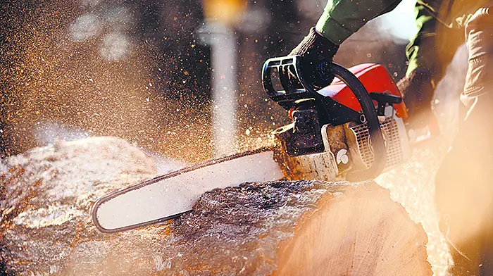 Cllrs disagree with each other over tree-cutting rules Image
