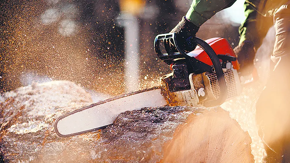 Cllrs disagree with each other over tree-cutting rules Image