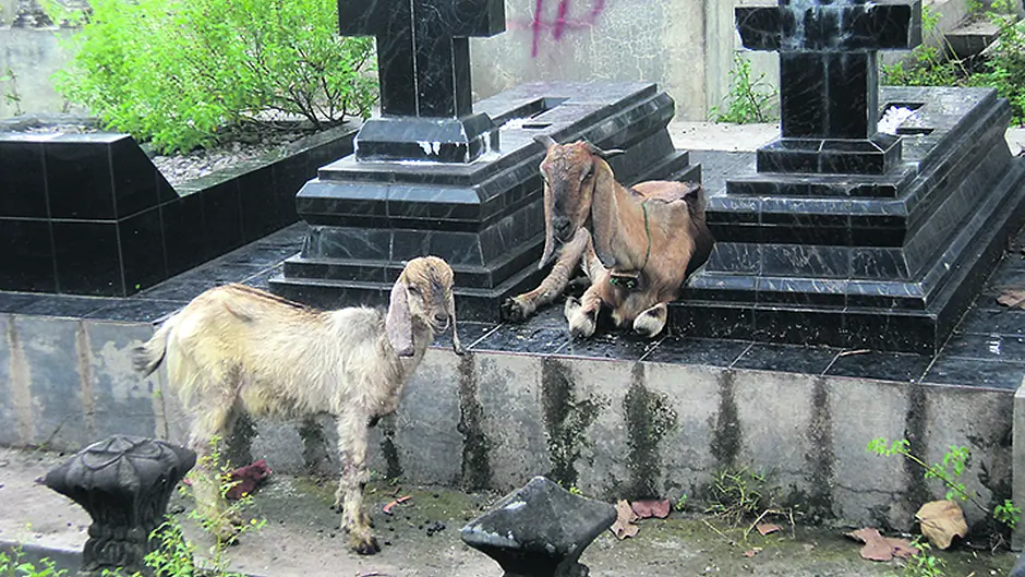 It's the new thing now: get your goats into the graveyard Image