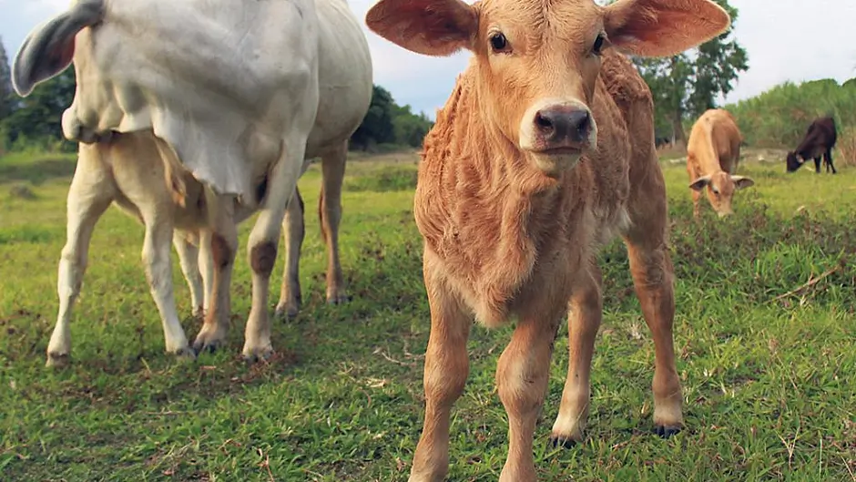 Help your calves to pile on the pounds! Image