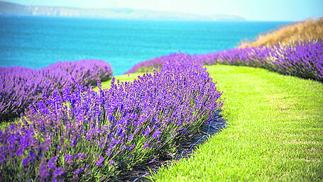 Growing lavender commercially Image