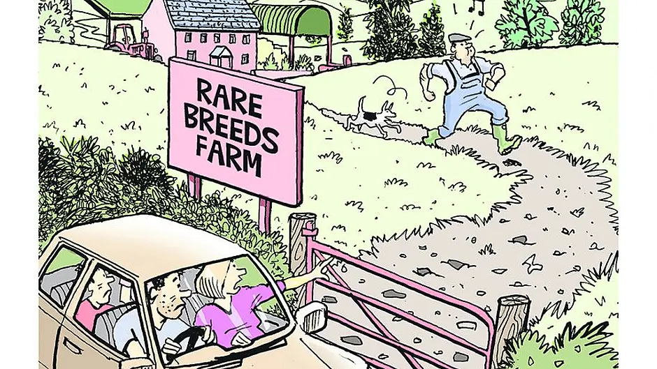 Tom Halliday's take on the future of the Irish beef industry Image