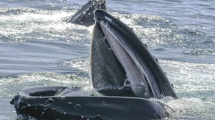 Have you got a photo to beat this one?  Image