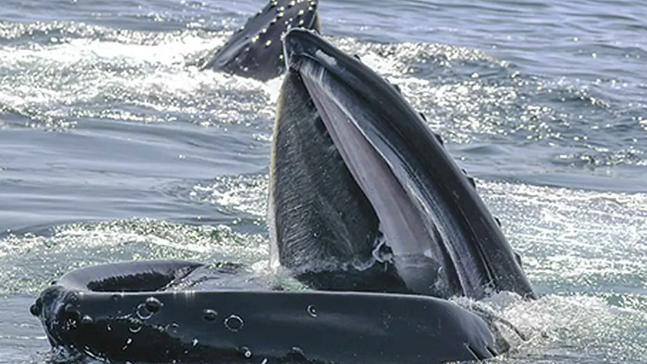 Have you got a photo to beat this one?  Image