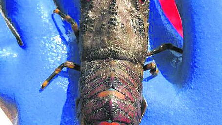 Climate change bringing rare lobster species to our coast Image