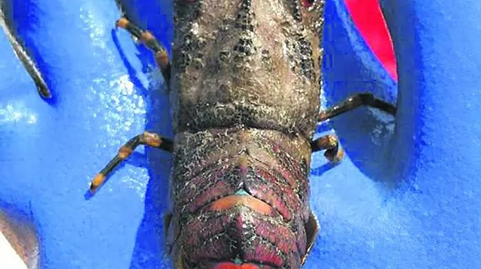 Climate change bringing rare lobster species to our coast Image