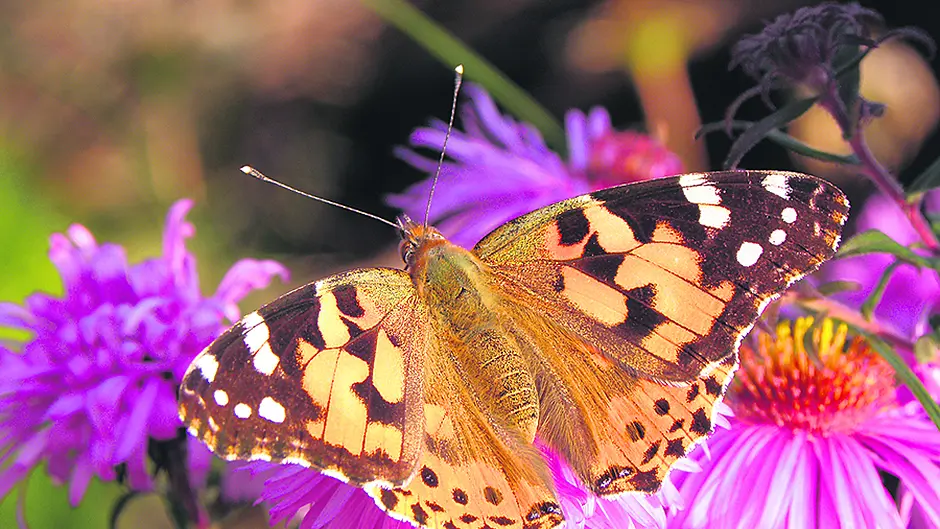 Painted Ladies flock to West Cork Image